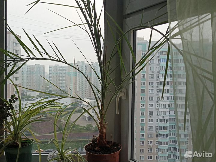 Финиковая пальма