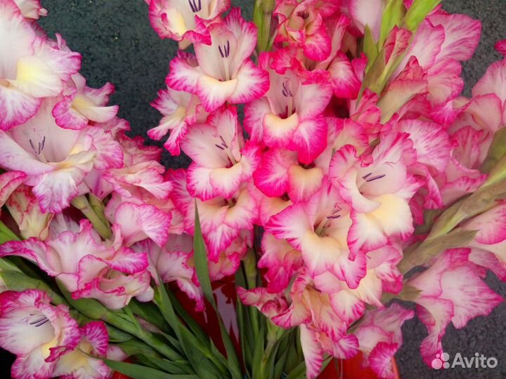 Гладиолусы, свежая срезка