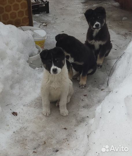 Собака алабай