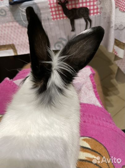 Кролик вязка