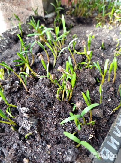 Плосковеточник восточный семена