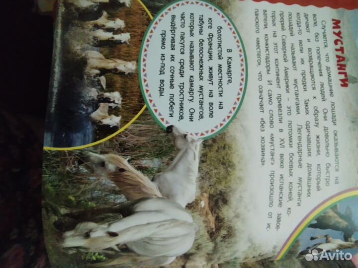 Детская энциклопедия о лошадях