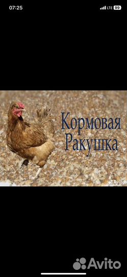 Ракушка кормовая