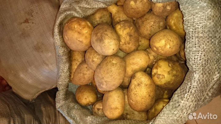 Излишки картофеля домашнего