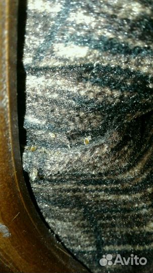 Дезинсекция Дезинфекция насекомых