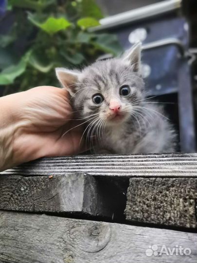 Сибирская кошка