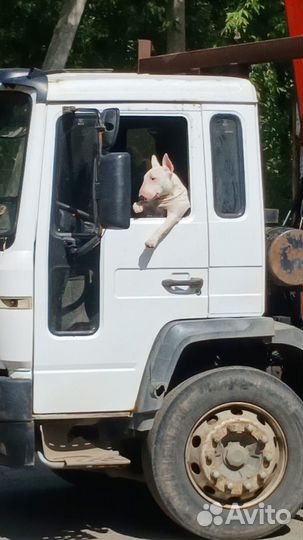 Газосиликатные газоблоки Бонолит