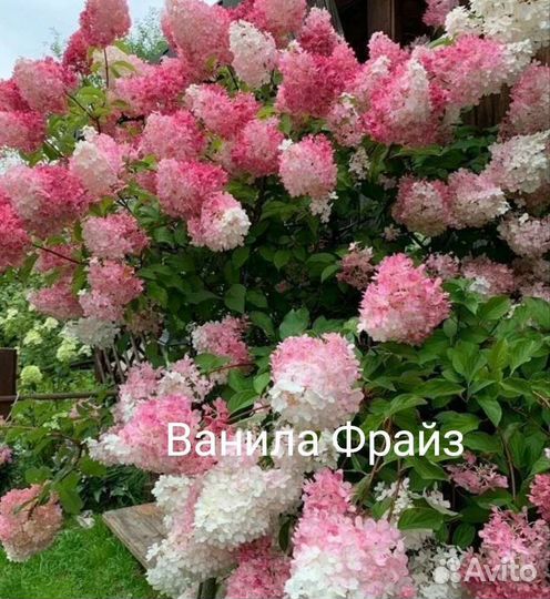 Гортензии саженцы