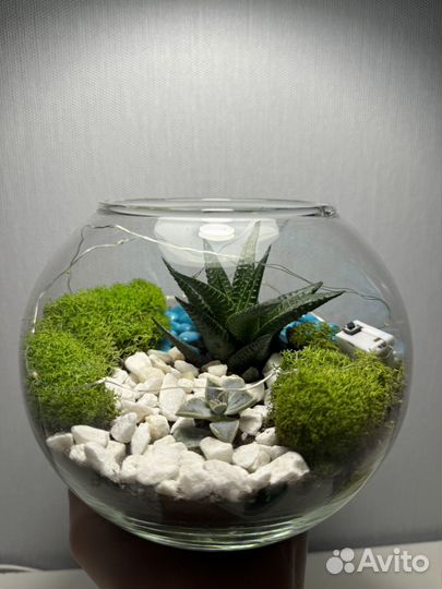 Флорариум с мхом
