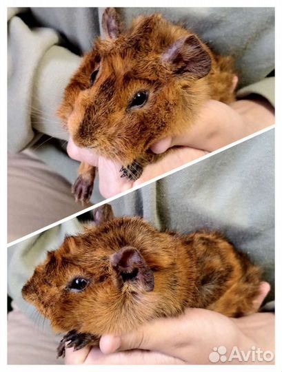 Морская свинка