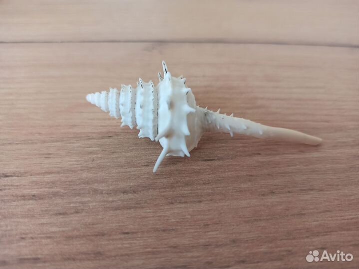 Морская раковина