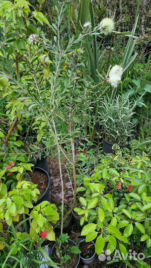 Каллистемон белый и красный взрослый