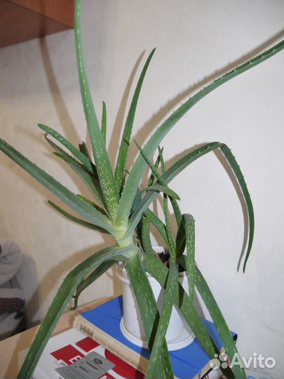 Алоэ вера косметический