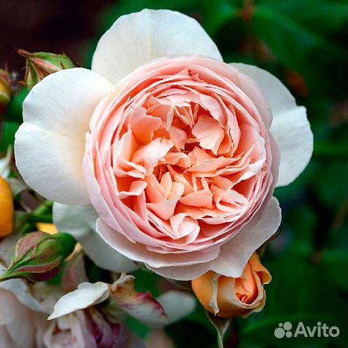 Саженцы роз Джульетта