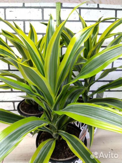 Пальма драцена Лемон Лайм