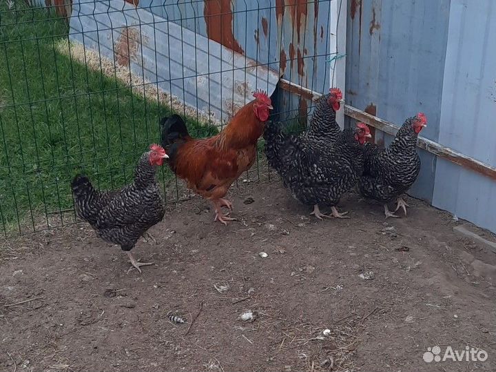 Инкубационное яйцо кур