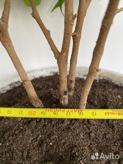 Фикус бенджамина