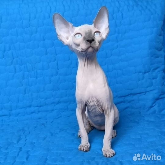 Очаровательные канадские сфинксята из питомника