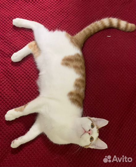 Отдам кота Рыжика в добрые руки