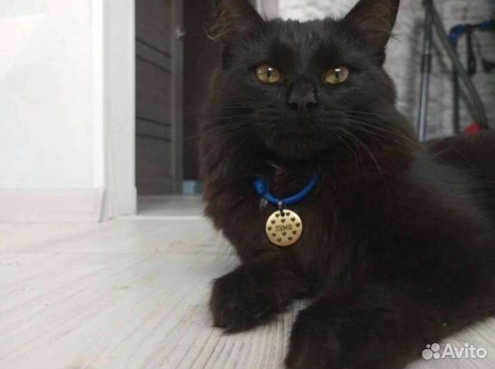 Адресник для питомца