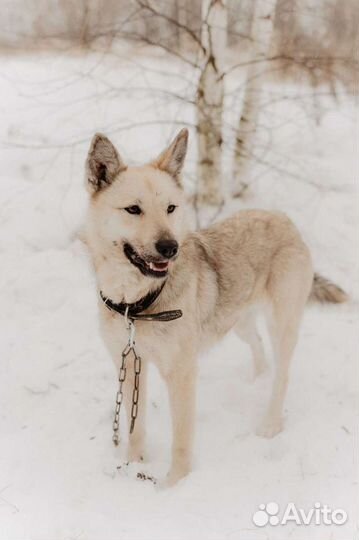 Собака Кисонька