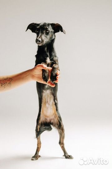 Миниатюрный метис в добрые руки