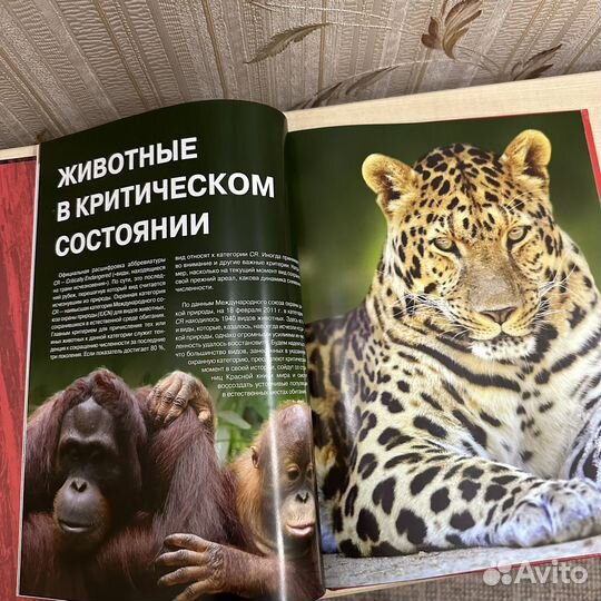 Красная Книга