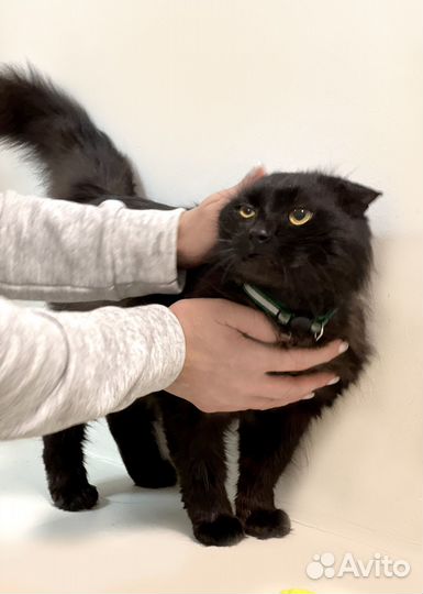 Вислоухий черный котик в дар