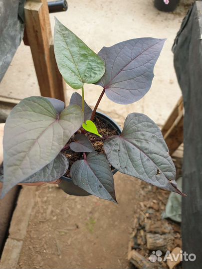 Ипомея батат