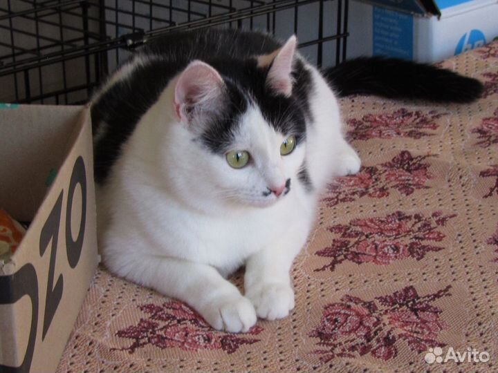 Черно-белая кошечка