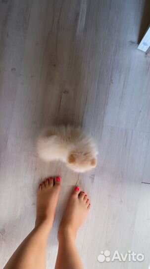 Щенки померанского шпица медвежьего типа