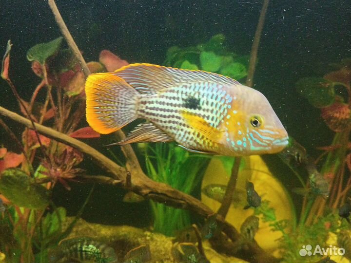 Аквариумные рыбки