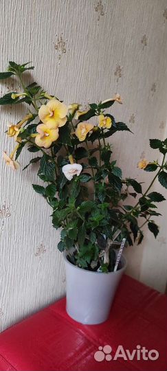 Ахименесы, стрептокарпусы