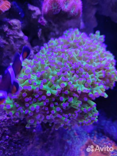 Морские кораллы