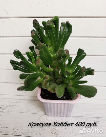 Суккуленты