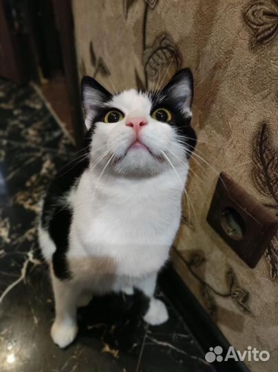 Черно-белый котик