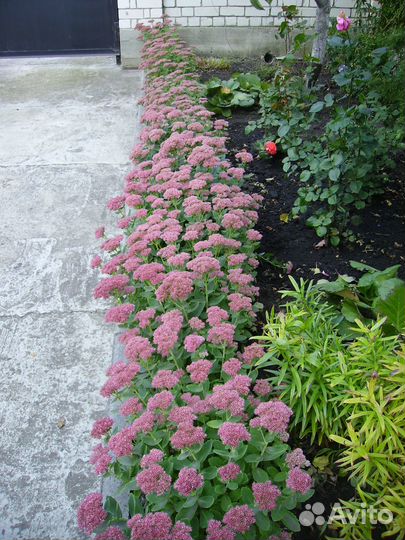 Очиток видный