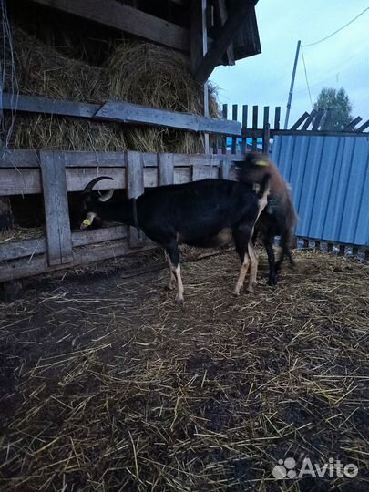 Коза дойная альпийская