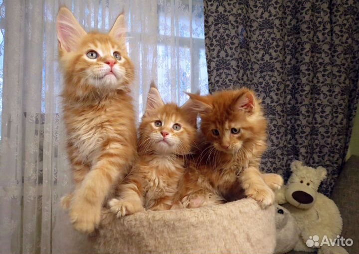 Мейнкун полидакт белый