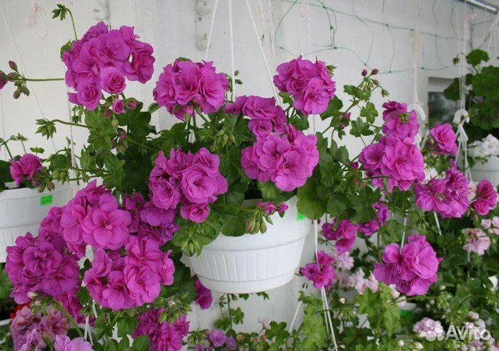 Герани сортовые