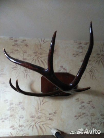 Рога оленя