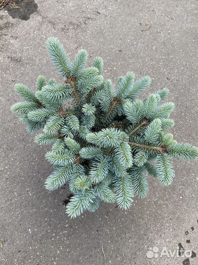 Ель голубая глаука глобоза