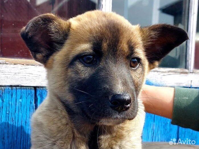 Щенки ищут дом