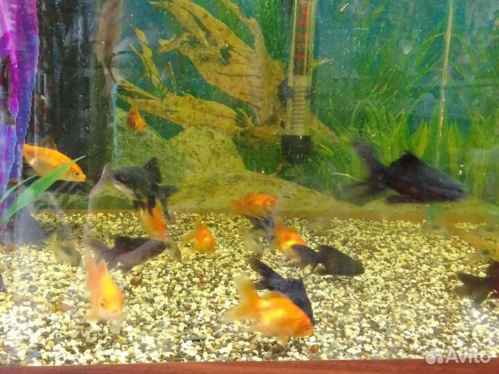Аквариумные рыбки