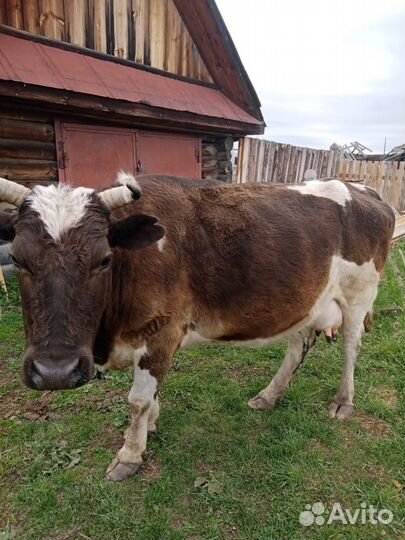 Корова дойная