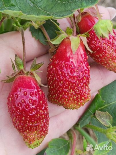 Рассада клубники купчиха