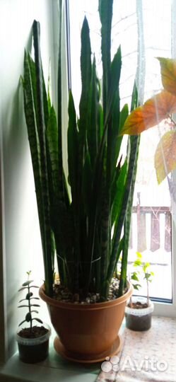 Денежное деревце