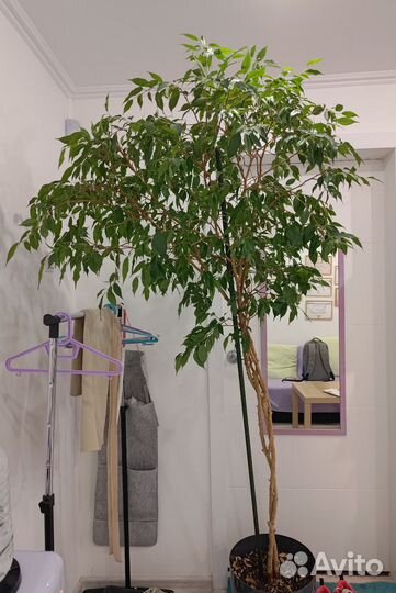 Фикус бенджамина большой