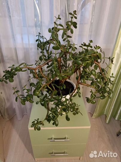 Крассула толстянка