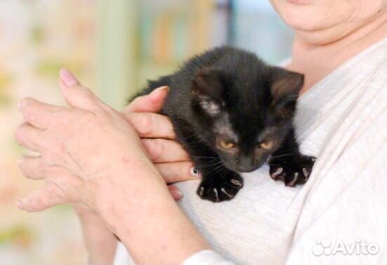 Луна - малышка ищет маму и папу